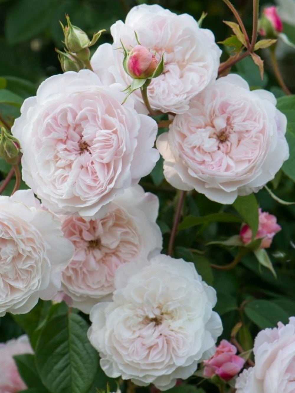 Rosier anglais liane the albrighton rambler® pot de 4l/5l