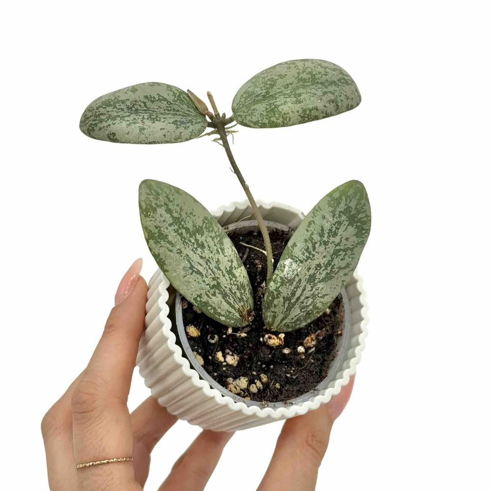 Hoya sigillatis round leaf - pot de 6cm - plantes d'intérieur