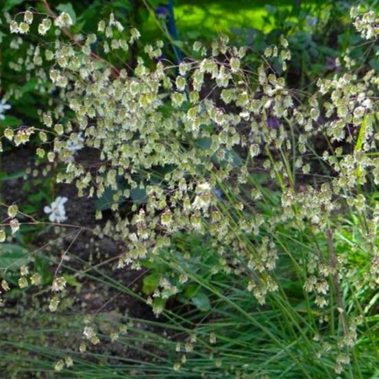 2 Amourettes (Briza Media) - Vendu par 2…