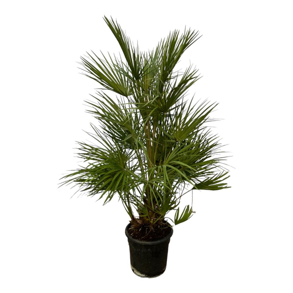 Chamaerops humilis 130cm - plante d'intérieur