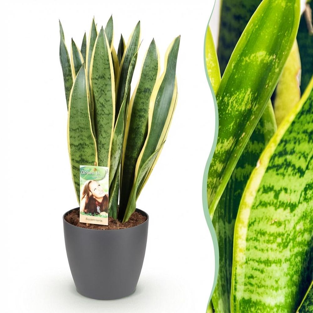 Sansevieria laurentii - plantes d'intérieur