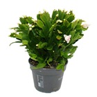 Grand cactus de noël - schlumbergera - xxl - pot 17cm - hauteur 25-35cm environ - fleurs blanches