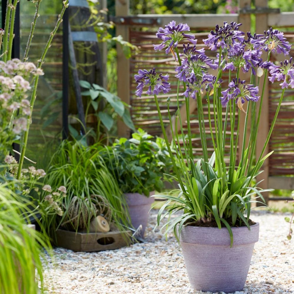 Agapanthe everpanthus® poppin' purple® 'mp003' lot de 9 godets