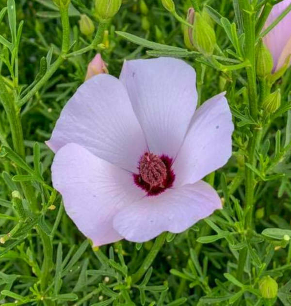 Alyogine delight fully pot de 2 litres - 20/60 cm -