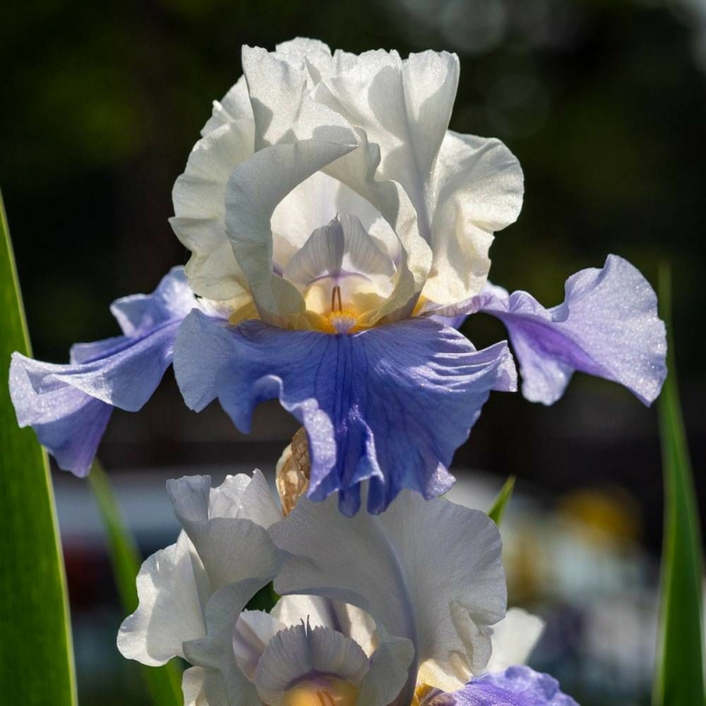 Iris des jardins margarita godet - 5/20 cm