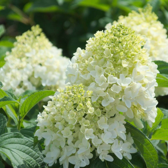 Hortensia paniculata silver dollar, hydrangea paniculata pot de 4l - 40/60 cm