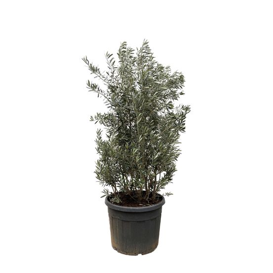 Olea europaea struik - 225cm- ø50 - h250 cm - ø55 cm
