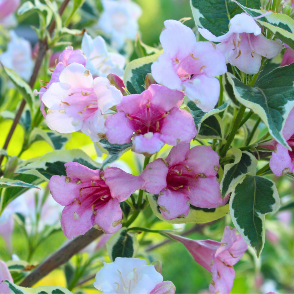 Weigela florida brigela - weigela florida brigela pot 3l