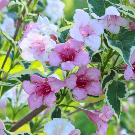 Weigela florida brigela - weigela florida brigela pot 3l