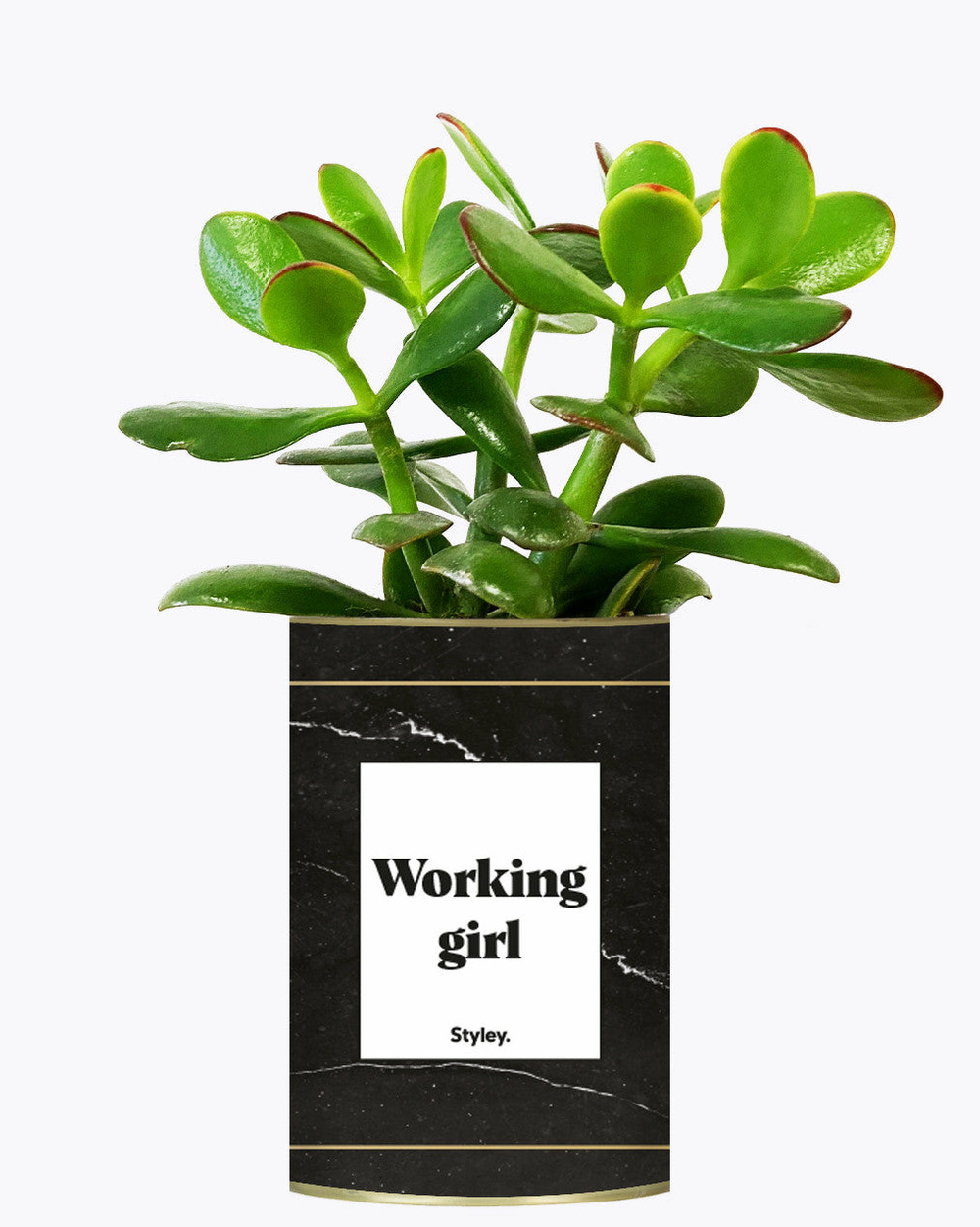 Plante à message - working girl - cactus
