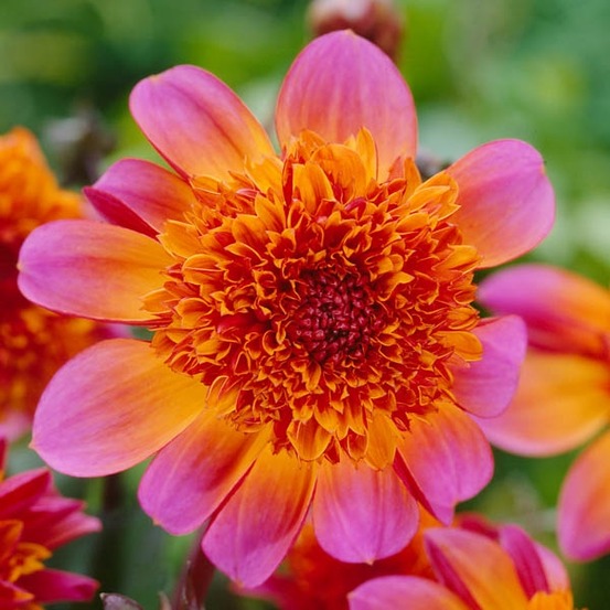 Dahlia gpe à collerette 'floorinoor' bulbe calibre i
