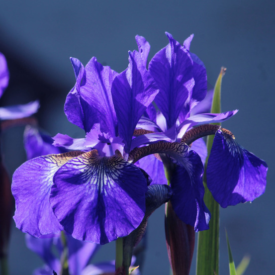 Iris de sibérie 'blue king' godet de 8/9 cm
