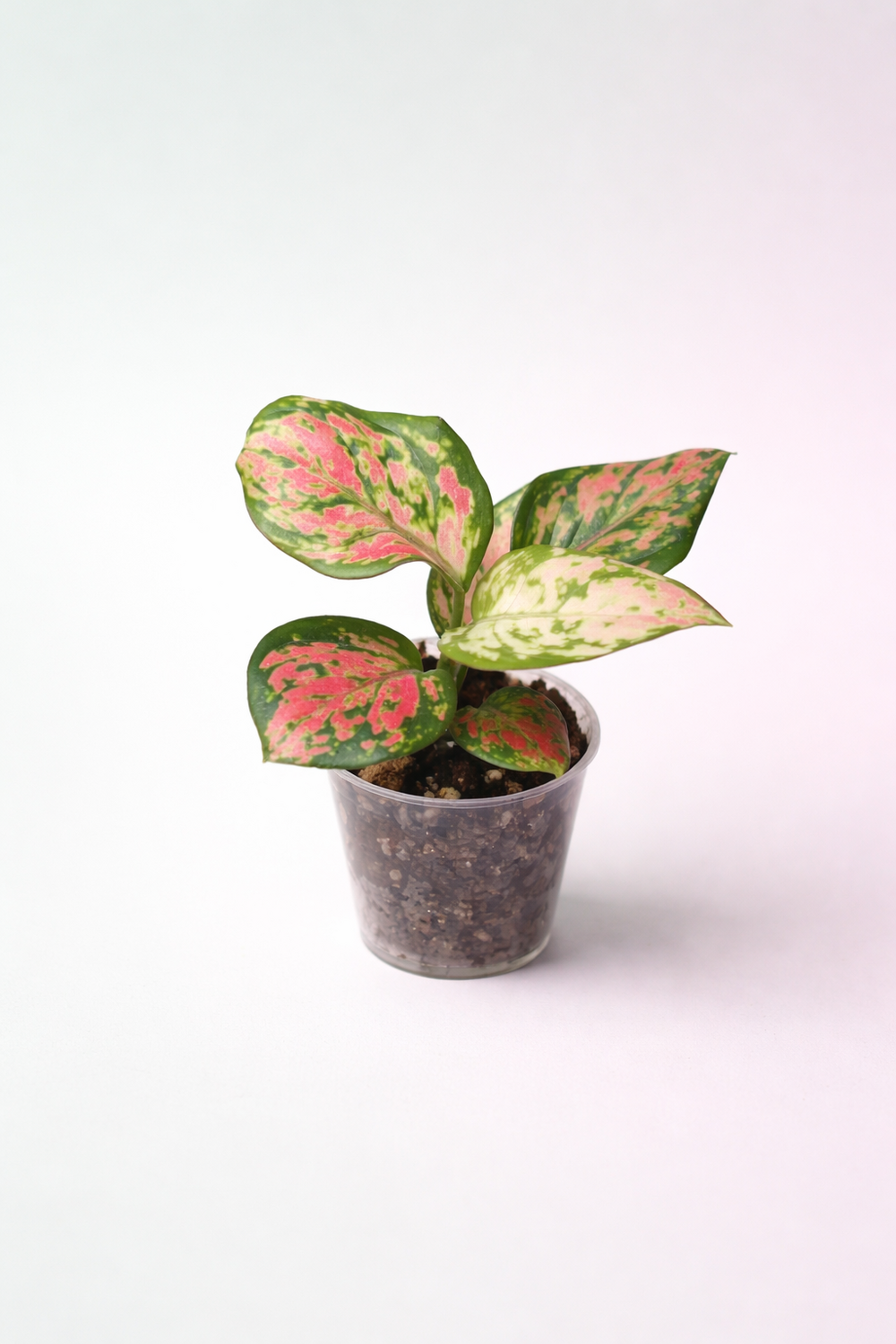 Aglaonema lucky red d. 6cm h. 10cm - plante d'intérieur
