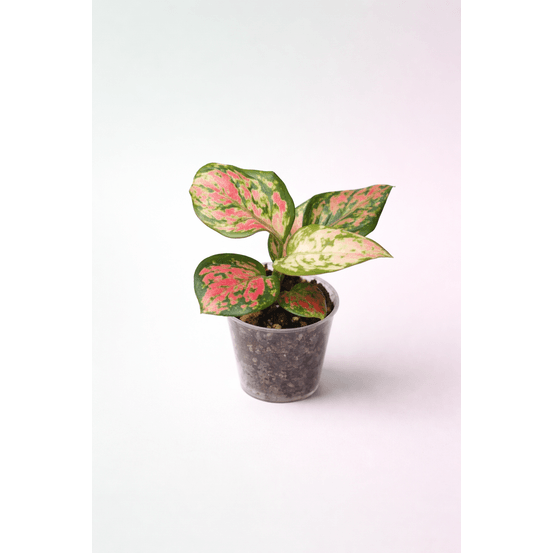 Aglaonema lucky red d. 6cm h. 10cm - plante d'intérieur