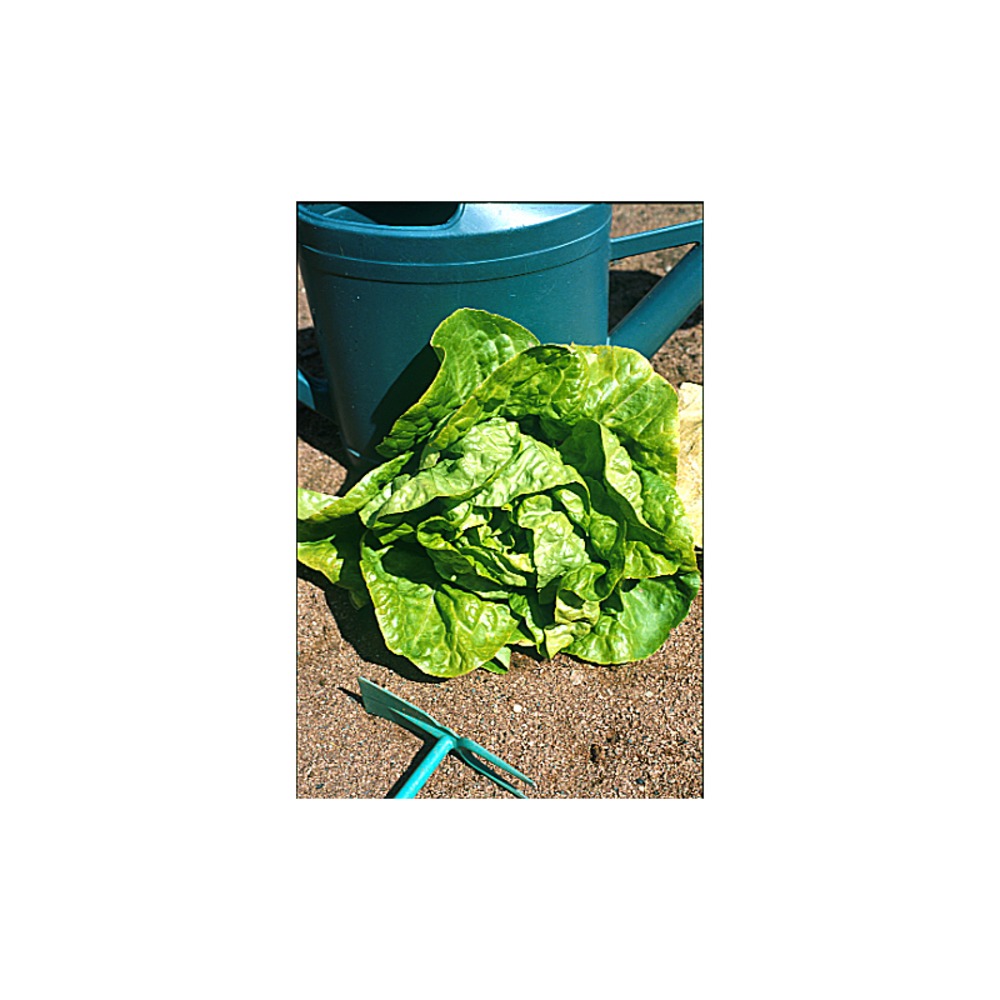 Laitue 'kinemontepas' le sachet de 2500 graines environ (3g)