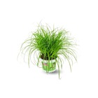 Cyperus - herbe à chat - plante d'intérieur - ↕ 20-25 cm - ⌀ 12 cm