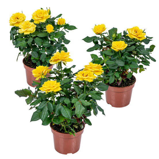 Lot de 3 - rosier nain jaune - plantes d’intérieur & extérieur - 20-30 cm de haut - pot 12 cm