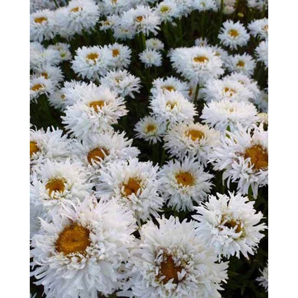 Marguerite d'été engelina leucanthème engelina - le pot / ø 9cm | Truffaut