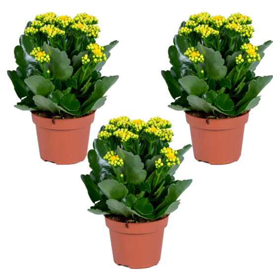 Kalanchoe - jaune lot de 3 - plante d’extérieur et intérieur en pot de culture ⌀12 cm - ↕25-30 cm