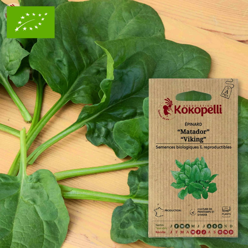Graines bio à semer - épinard matador / viking