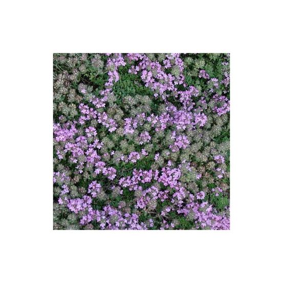 Thym précoce minor lot de 3 godets