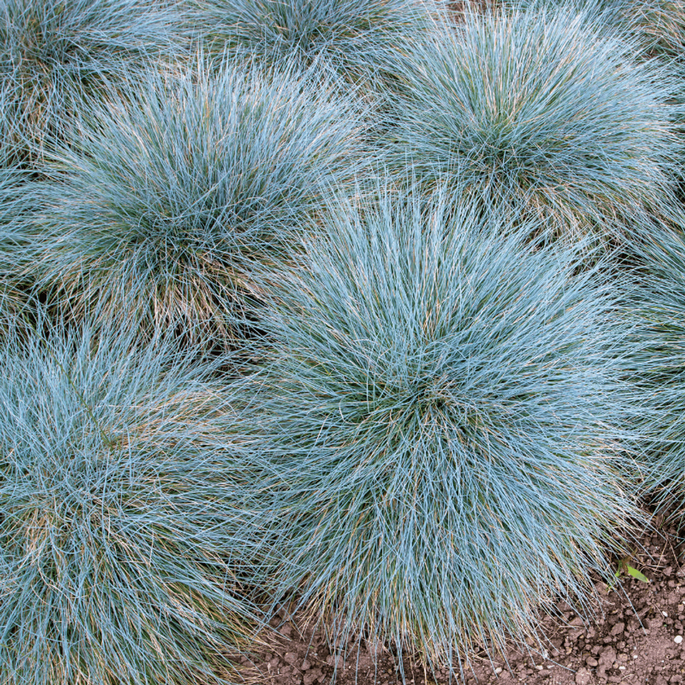 Fétuque bleue elijah blue - festuca glauca elijah blue 20/25cm godet 9cm