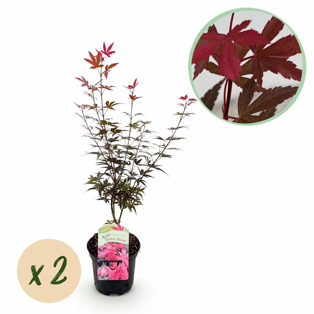 Lot de 2 - érable japonais - h70 cm