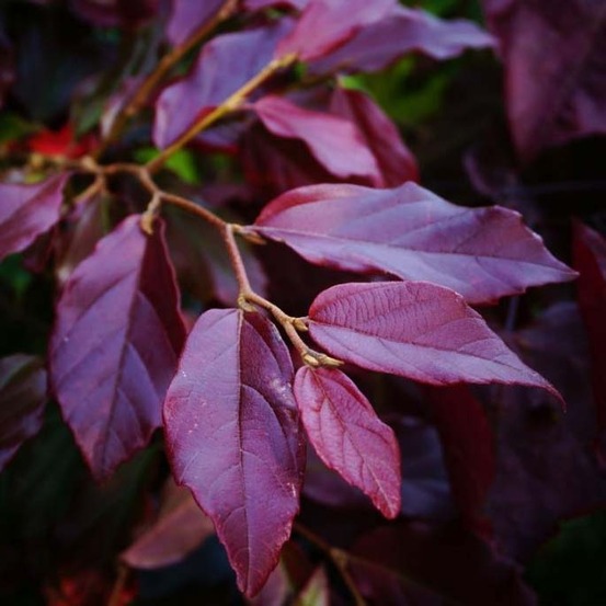 Sycoparrotia 'purple haze' pot de 3l/4l