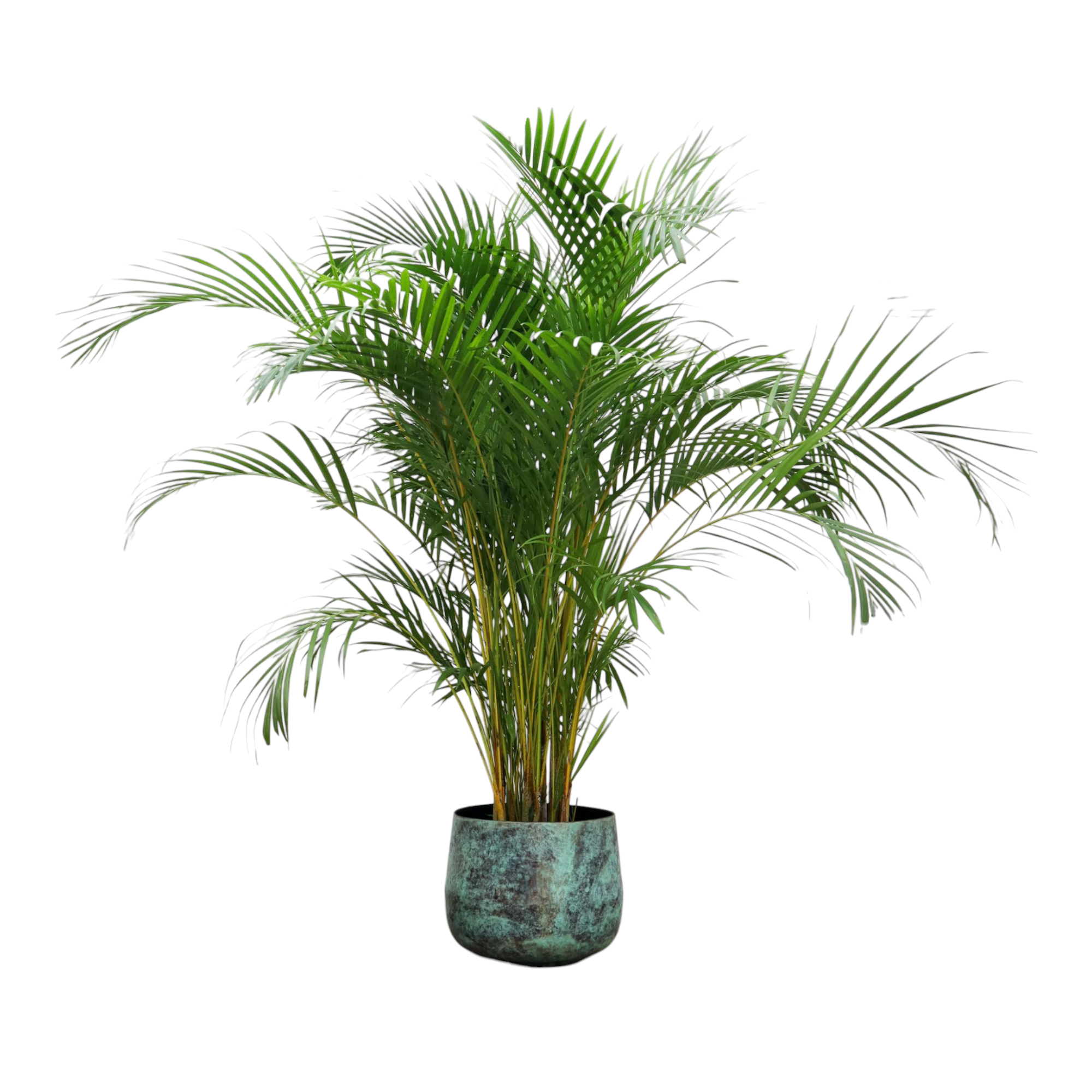 Plante d'intérieur - palmier areca 300cm