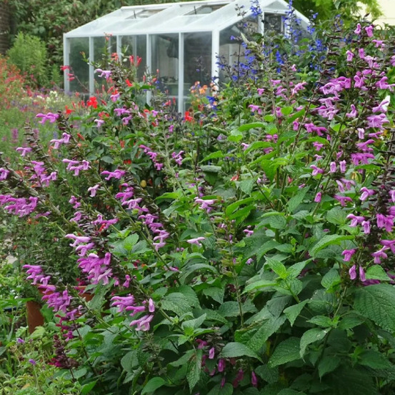 Sauge pink amistad® lot de 5 godets