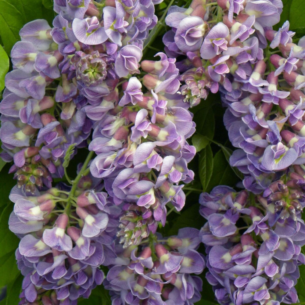Glycine d'amérique amethyst fall® godet - 5/20 cm