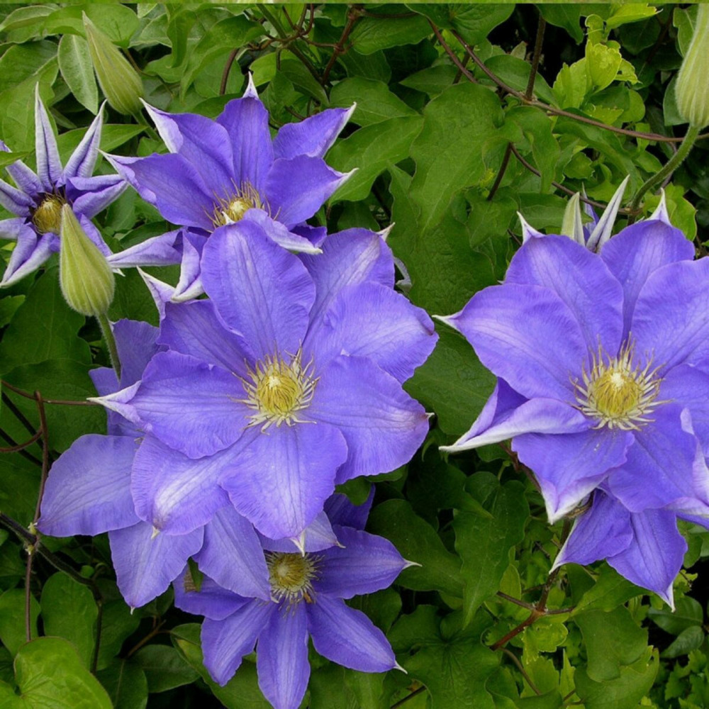 Clématite lawsoniana pot de 3l - echelle bambou 60/120 cm