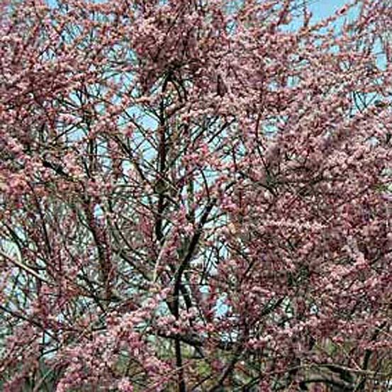 Tamaris d'été 'pink cascade' pot de 7,5l/10l