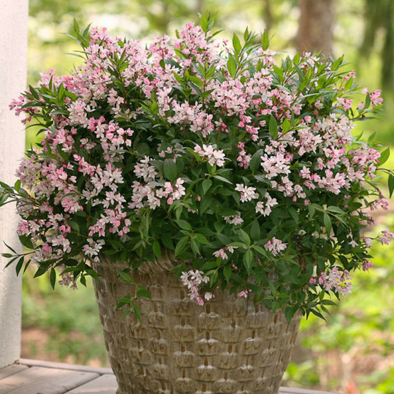 Deutzie nain yuki cherry blossom® 'ncdx2', deutzia pot de 4l - 20/40 cm