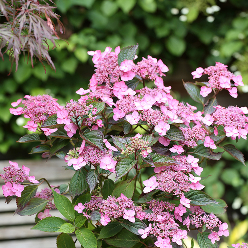 Hortensia 'koreana' pot de 6l/7l