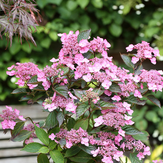 Hortensia 'koreana' pot de 6l/7l