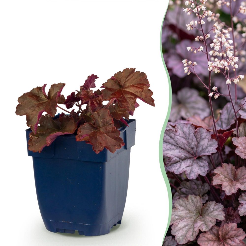 Heuchère 'palace purple' - lot de 12 - pot 11 cm - hauteur 25 cm
