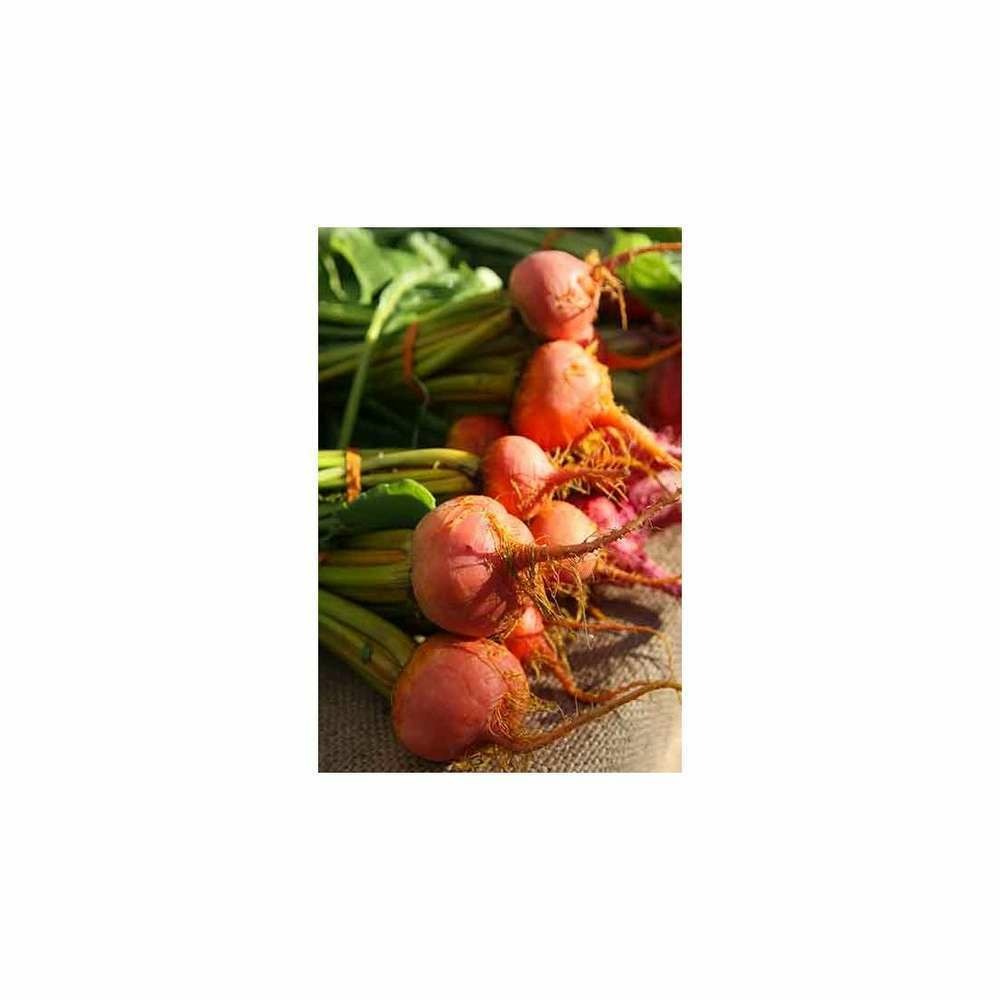 Graines de betterave burpees golden