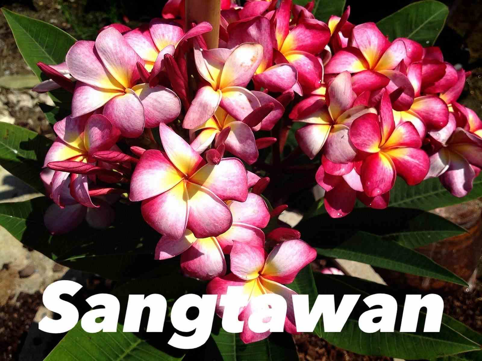 Plumeria rubra "sangtawan" (frangipanier) taille pot de 2 litres ? 20/30 cm -   blanc/jaune/rose