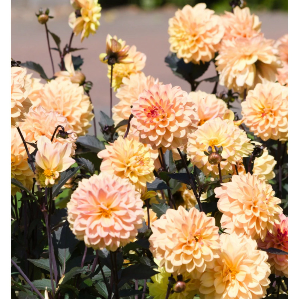 Bulbe de dahlia décoratif nain vendée globe sachet de 1 bulbe