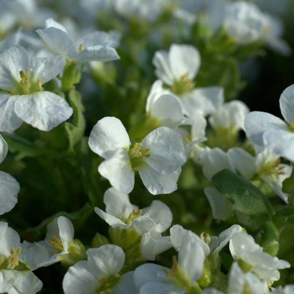 Corbeille d'argent godet - 5/20 cm