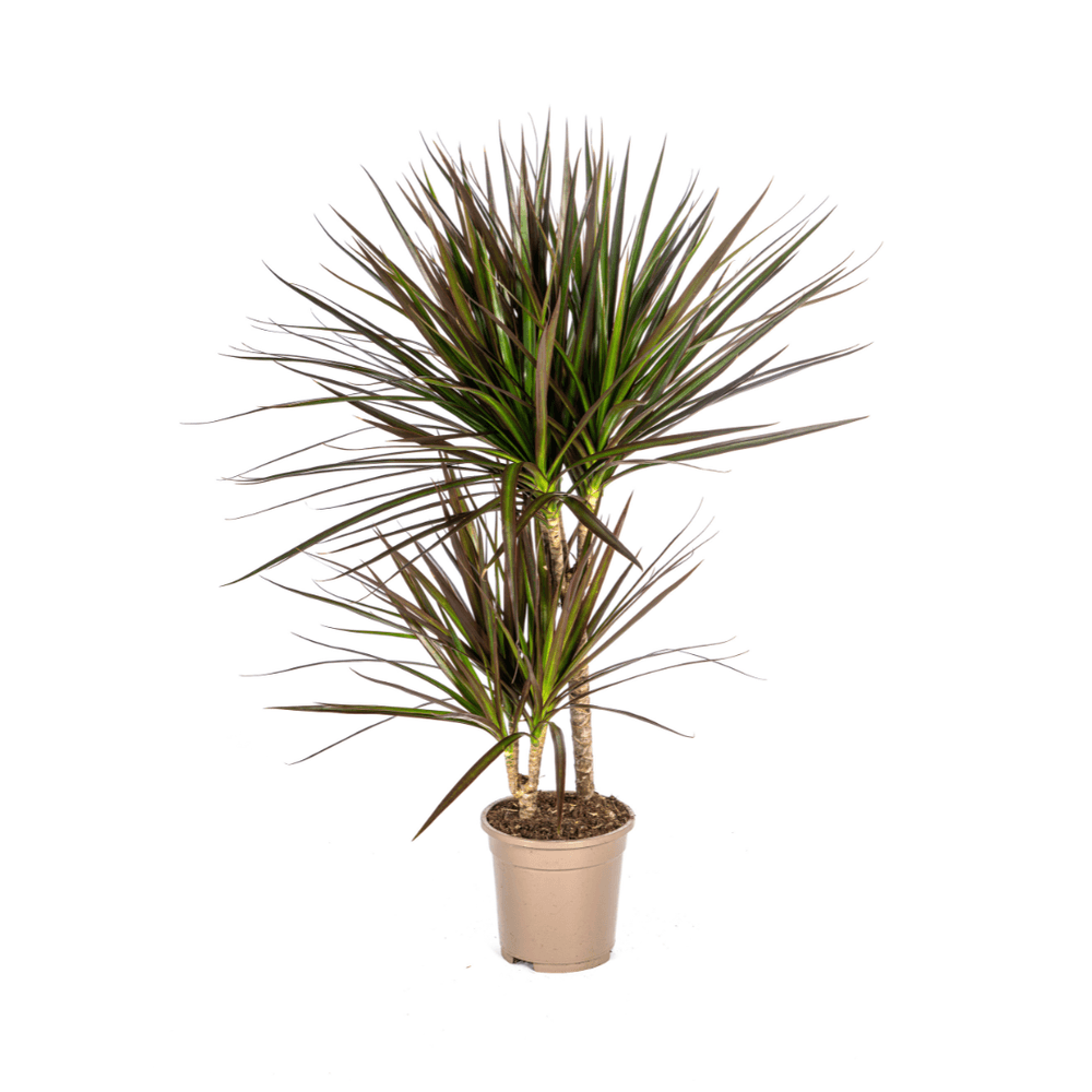 Dracaena marginata magenta ø17cm - ↕50 - 70cm - plantes d'intérieur