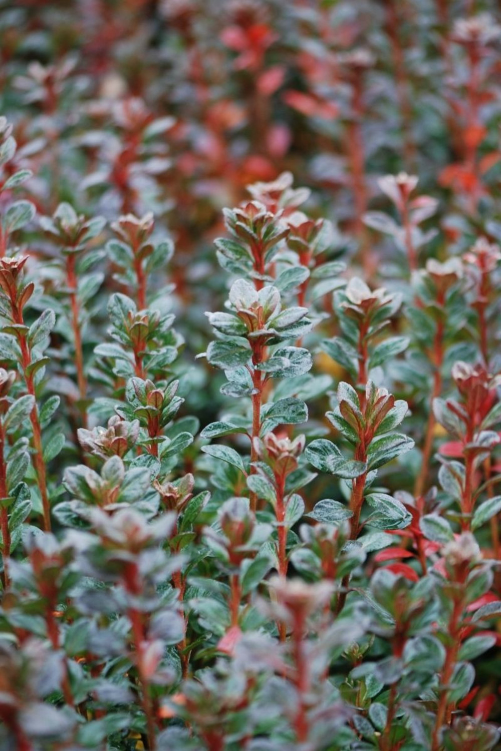Azalée du japon 'stewartstonian' - en pot de 5 litres