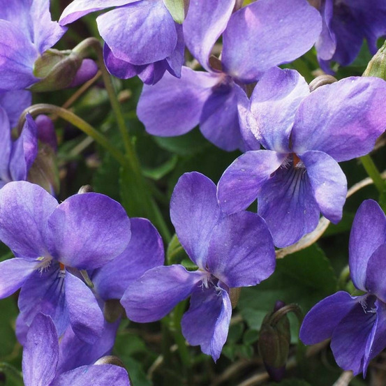 Violette parfumée mrs pinehurst godet - 5/20 cm