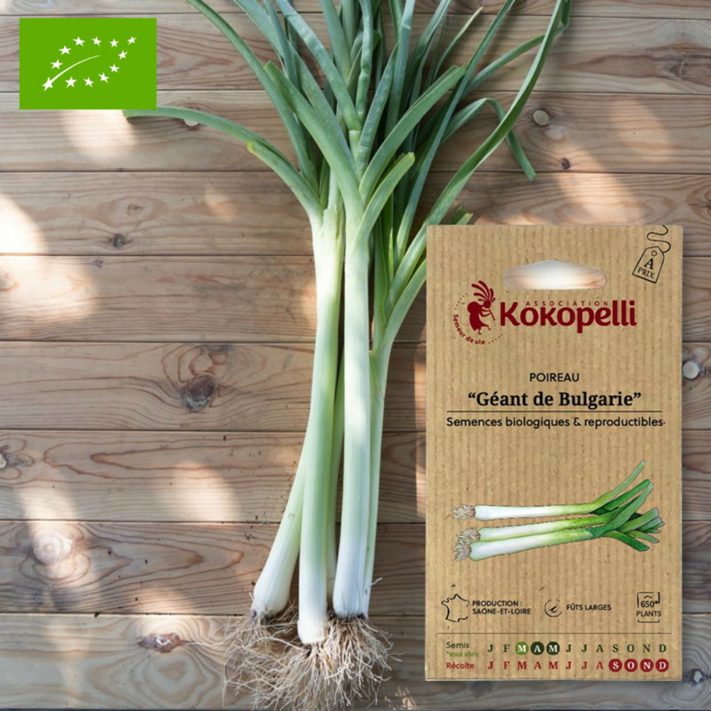 Poireau géant de bulgarie- graines bio à semer