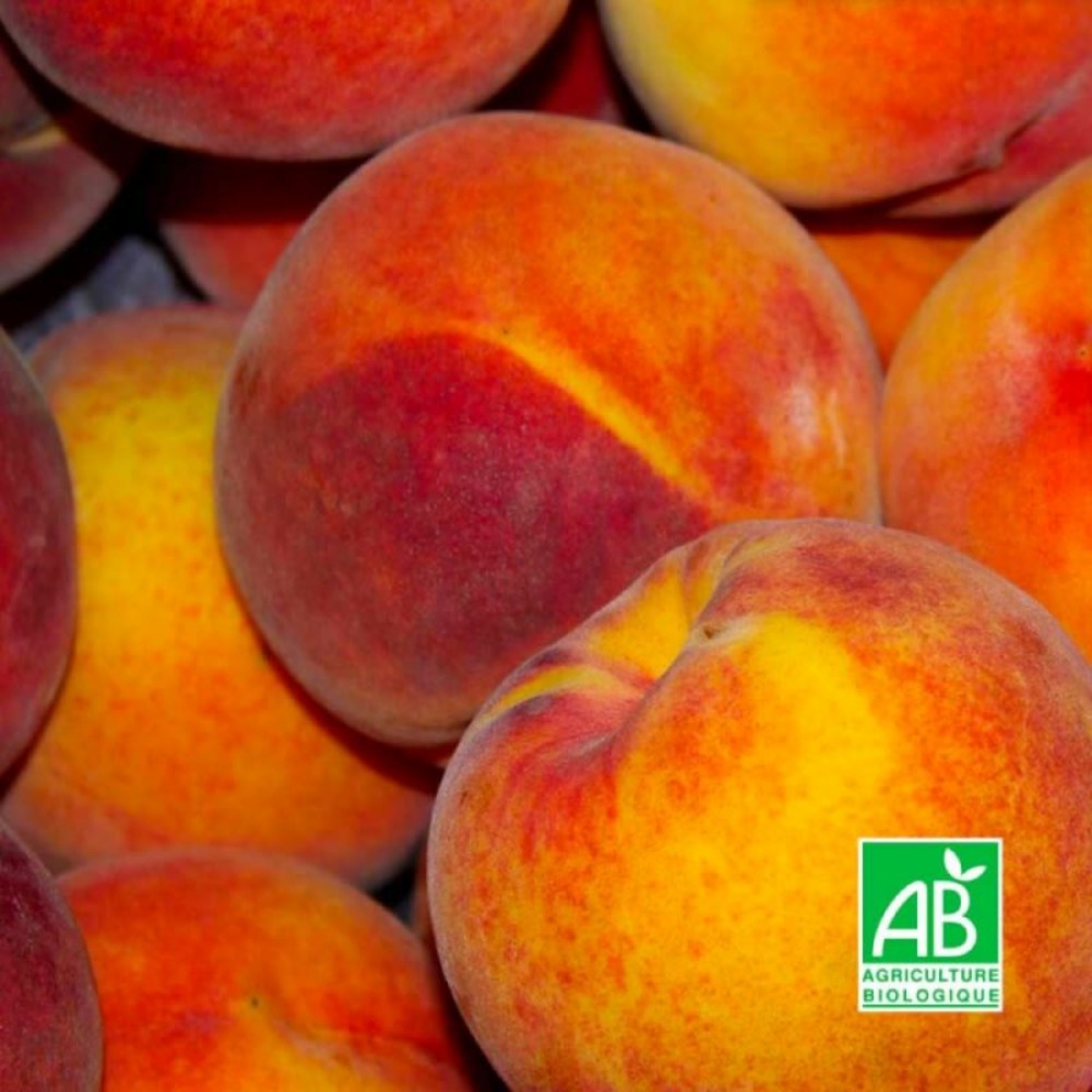 Pêcher 'grosse mignonne' bio (prunus persica 'grosse mignonne')