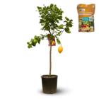 Citronnier & engrais 750 g - agrume méditerranéen - arbre fruitier - ↕ 120-130 cm - ⌀ 24 cm