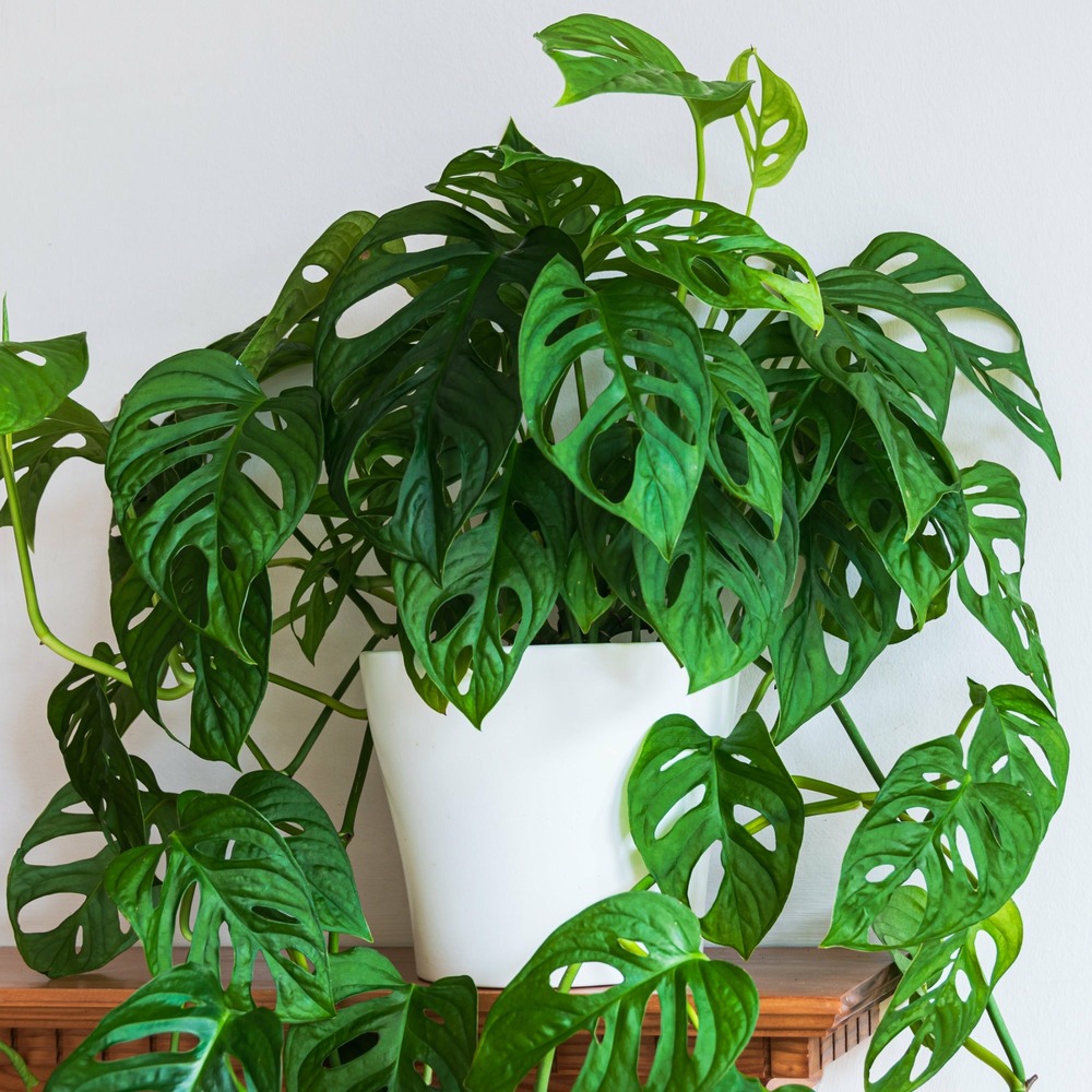 Philodendron monstera monkey mask - le pot / ø 12cm / hauteur livrée environ 20cm