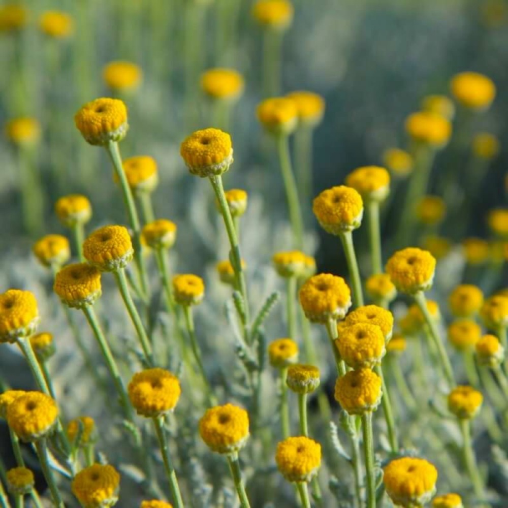 SANTOLINE PET CYPRES GF H20A40-(766593)