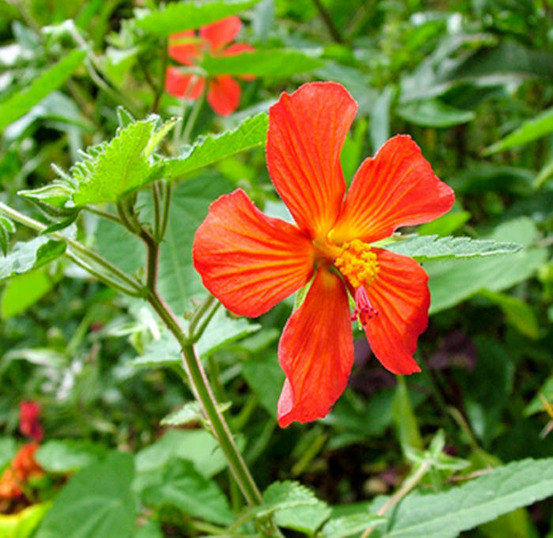 Pavonia miskii (mini hibiscus) pot de 2 litres - 20/60 cm